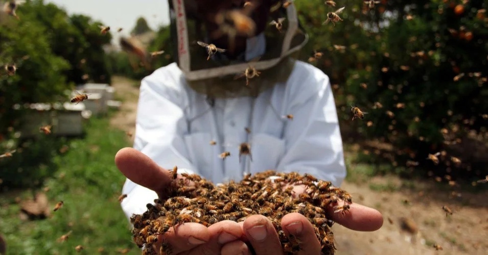 Пчелы массово гибнут  под Новосибирском