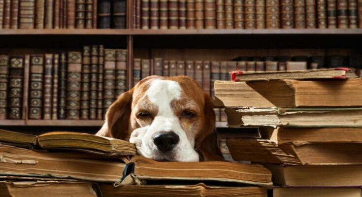 Собака-библиотекарь