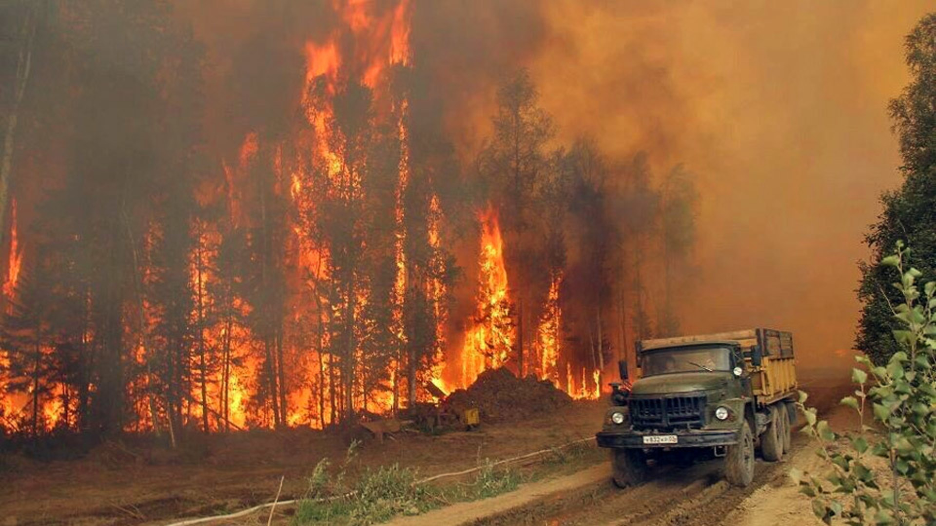 Леса России истребляются и выгорают