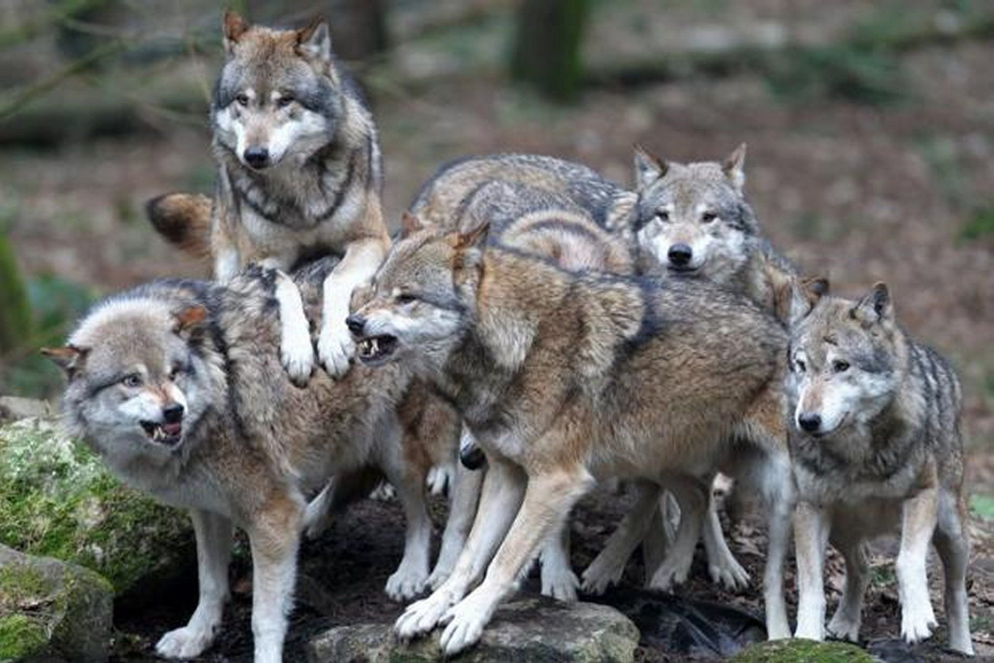 В Европе нашествие волков