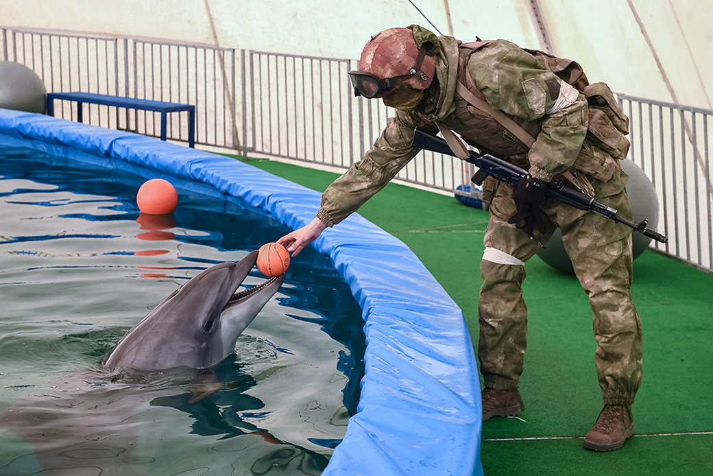 На защиту Черноморского флота бросили боевых дельфинов