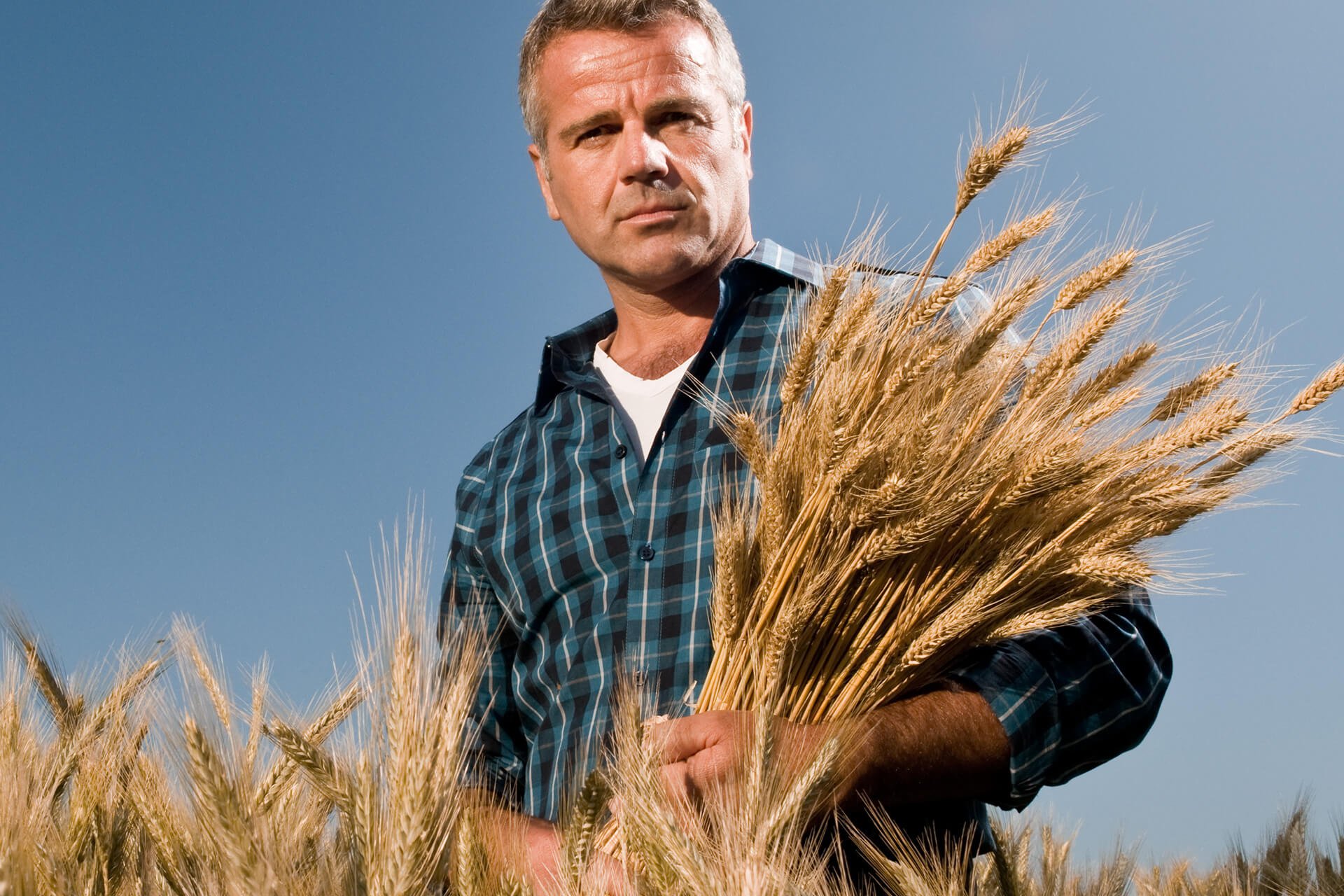 Фермер в капкане зерновой сделки